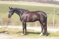 fiorello_gal_dsc01137